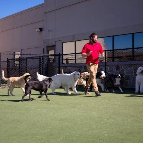 employee leading dogs outside during dog boarding at Elite Suites Heath
